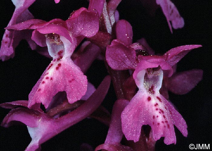 Orchis olbiensis