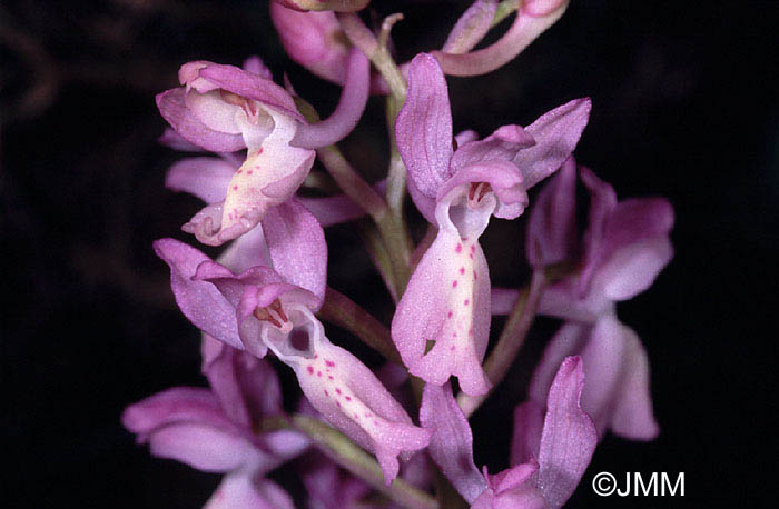 Orchis provincialis f. rose