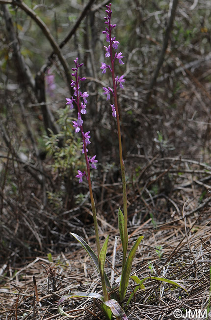 Orchis tenera