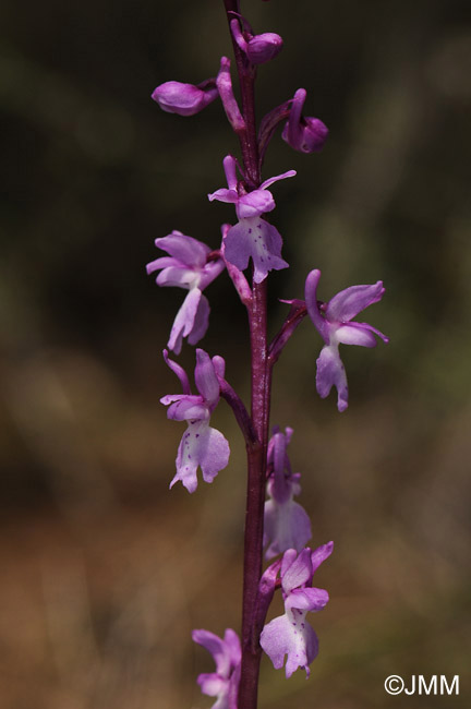 Orchis tenera