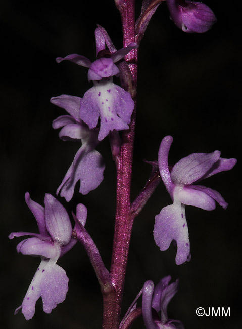 Orchis tenera