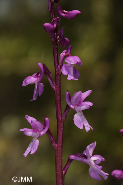 Orchis tenera