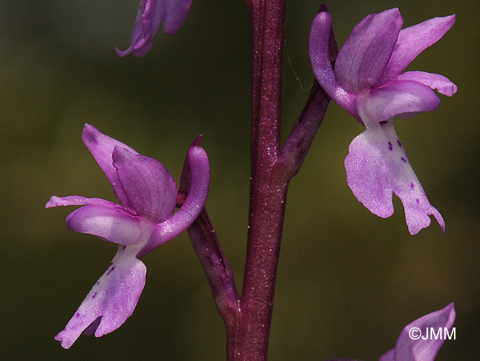 Orchis tenera