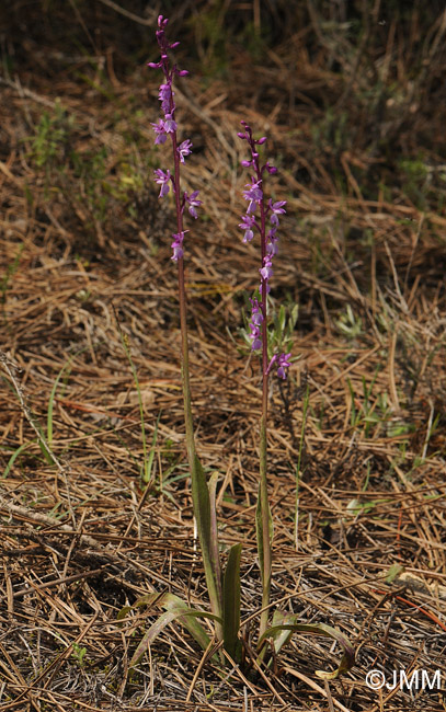 Orchis tenera