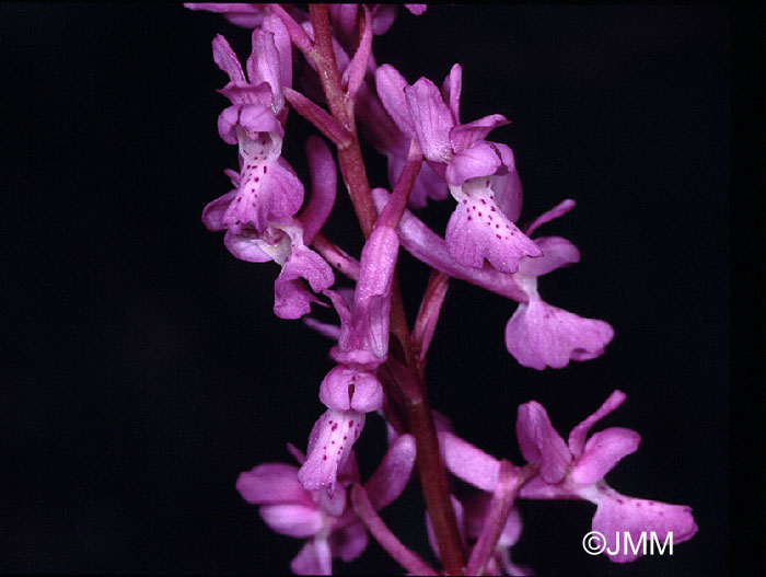 Orchis tenera