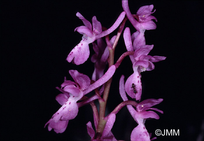 Orchis tenera