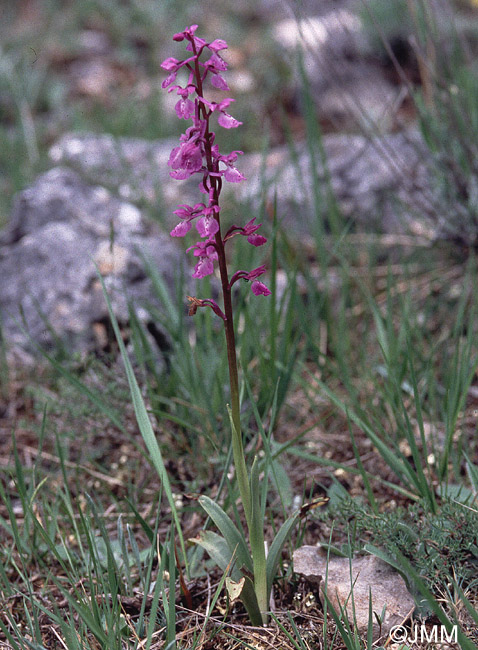 Orchis tenera