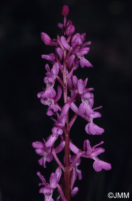 Orchis tenera