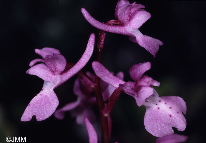 Orchis tenera