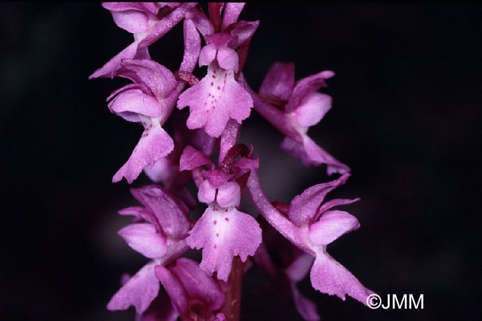 Orchis tenera