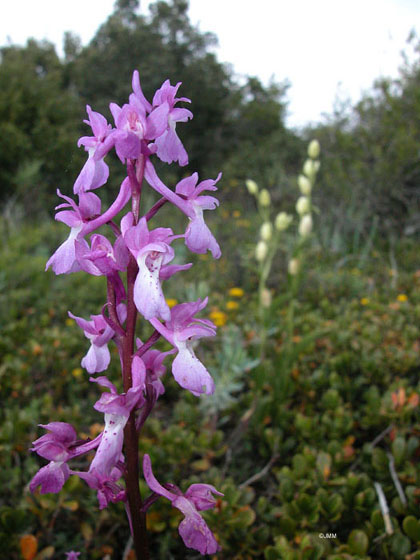 Orchis tenera