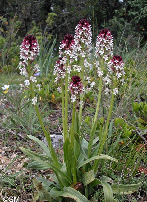 Neotinea ustulata = Orchis ustulata