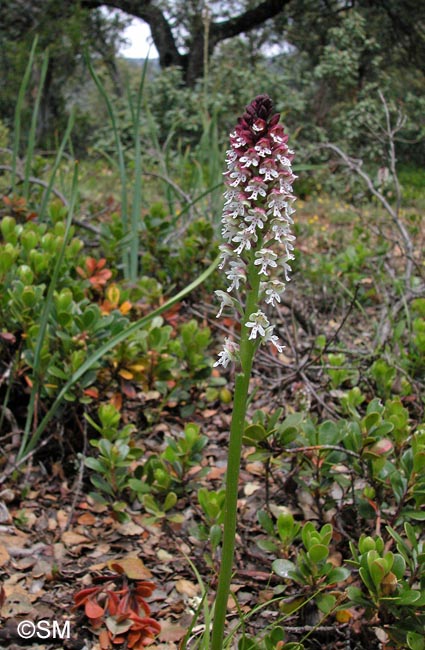 Neotinea ustulata = Orchis ustulata