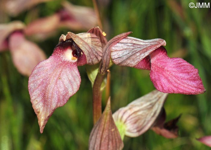 Serapias lingua