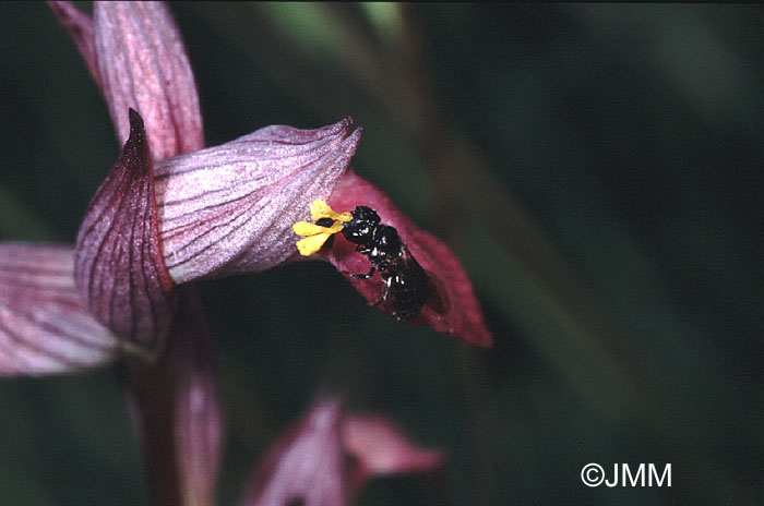 Serapias lingua