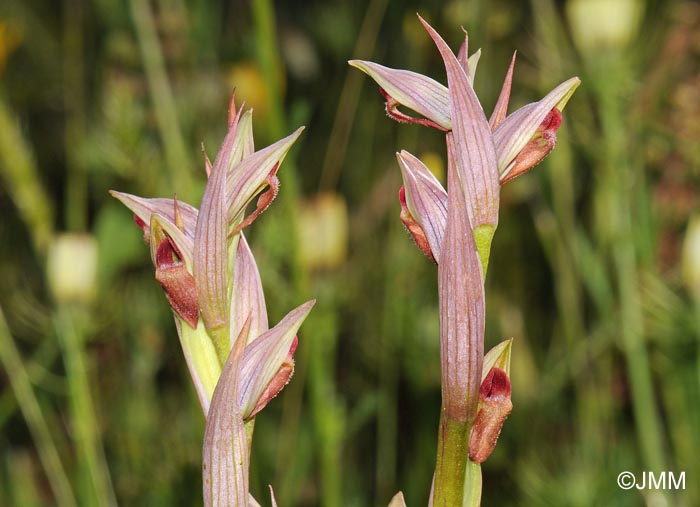 Serapias parviflora