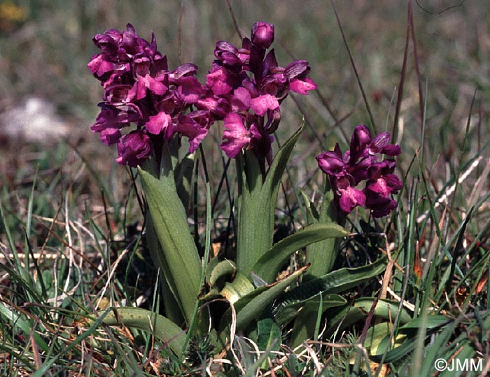 Anacamptis morio