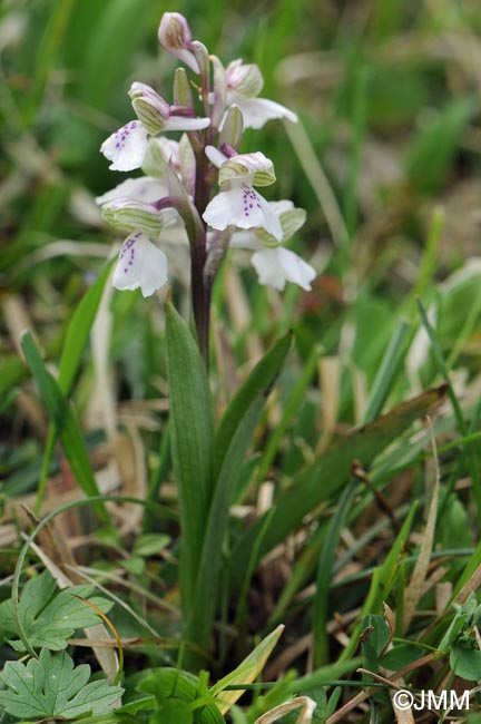 Anacamptis morio