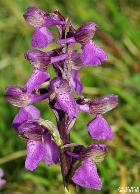 Anacamptis morio