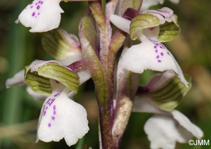 Anacamptis morio