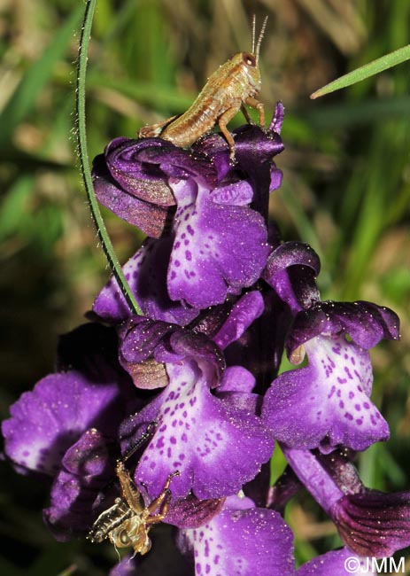 Anacamptis morio