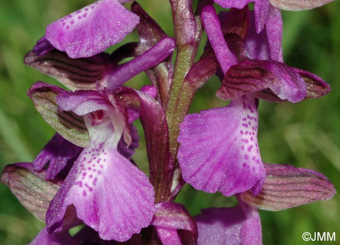 Anacamptis morio