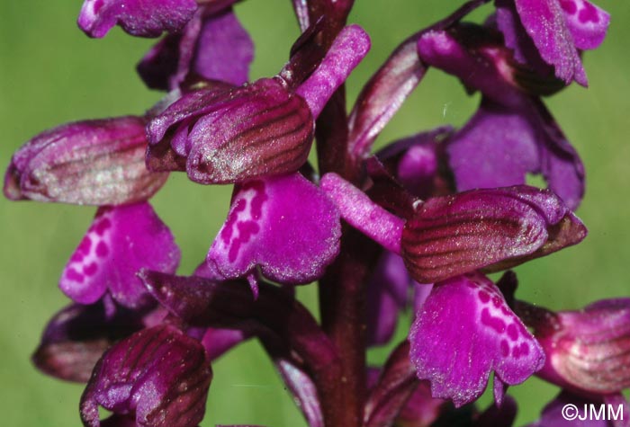 Anacamptis morio