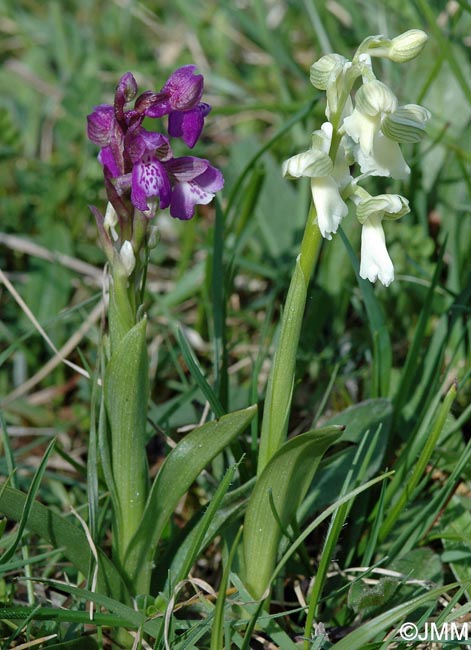 Anacamptis morio