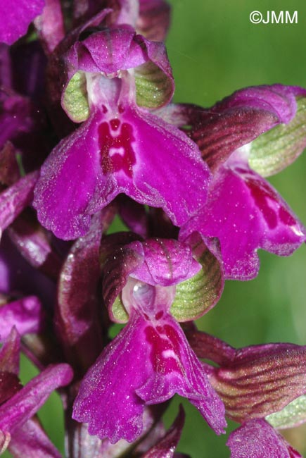 Anacamptis morio