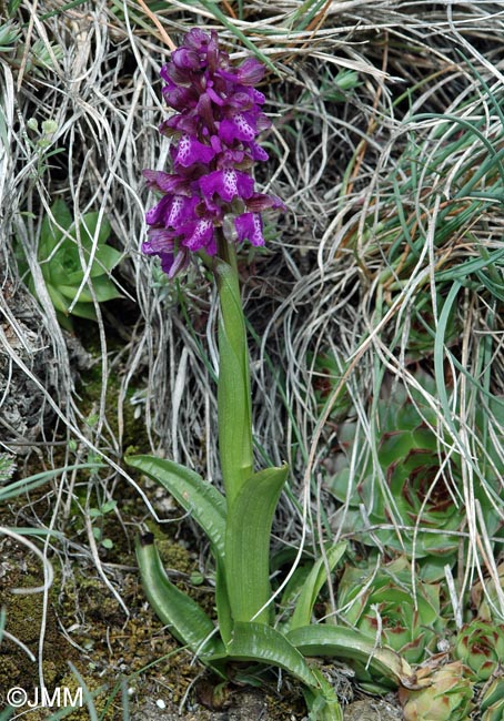 Anacamptis morio