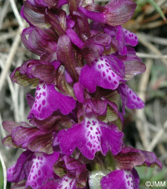 Anacamptis morio