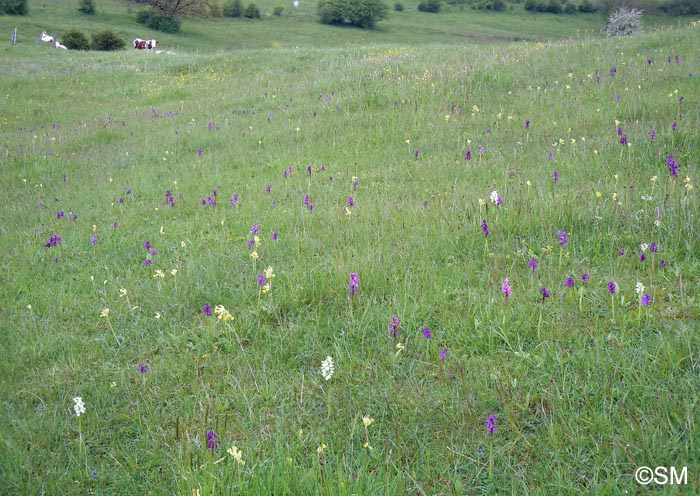 Anacamptis morio