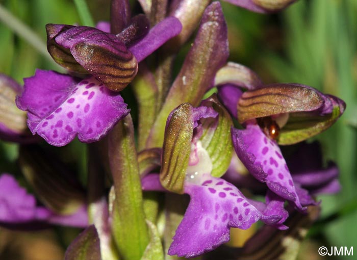 Anacamptis morio