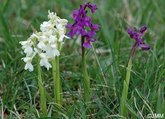 Anacamptis morio