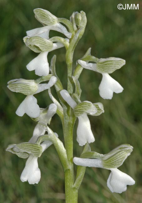 Anacamptis morio