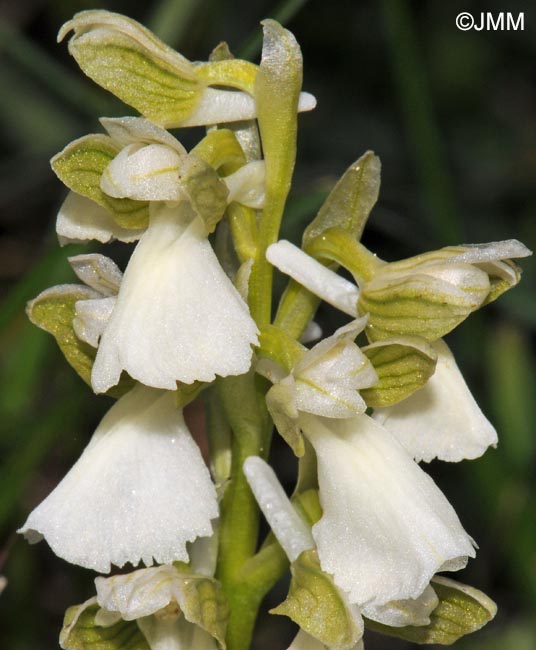 Anacamptis morio