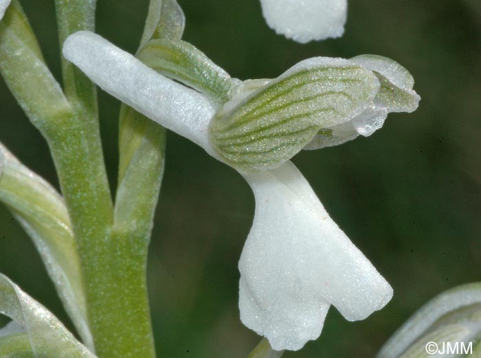 Anacamptis morio