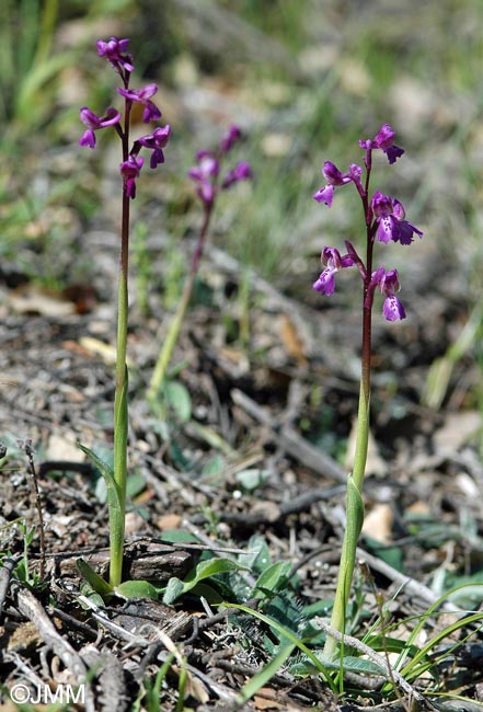 Anacamptis picta