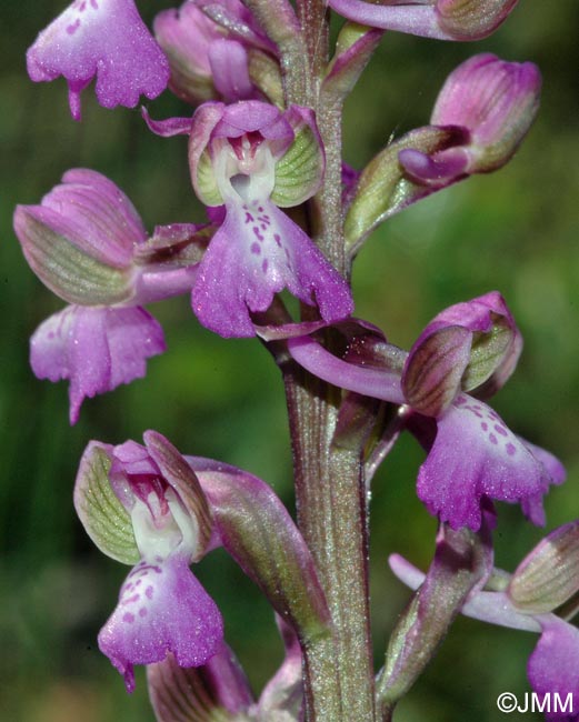 Anacamptis picta