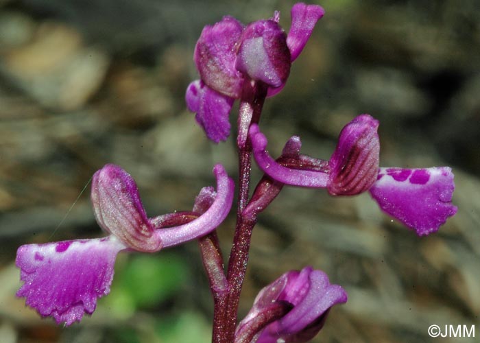 Anacamptis picta