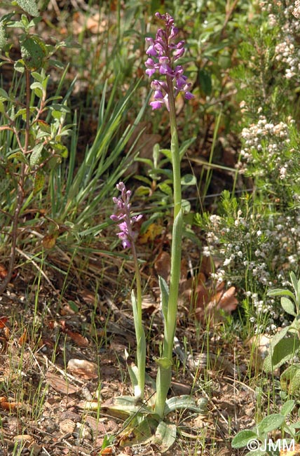 Anacamptis picta