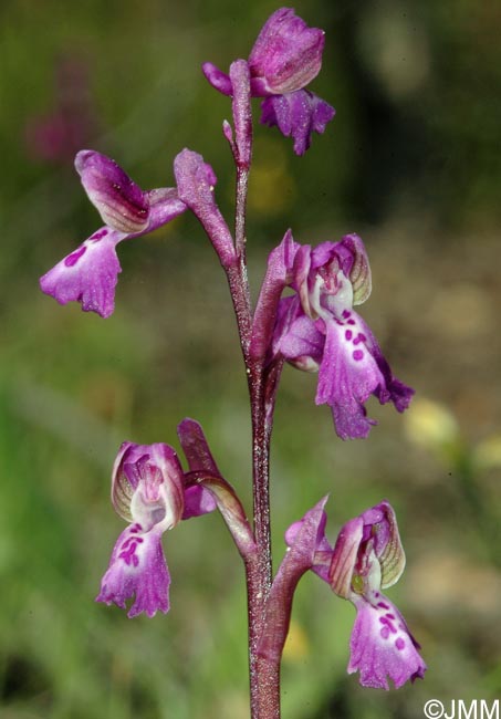 Anacamptis picta