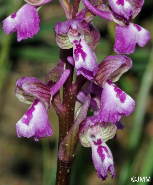 Anacamptis picta