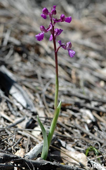 Anacamptis picta