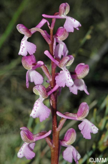 Anacamptis picta