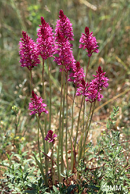 Anacamptis pyramidalis