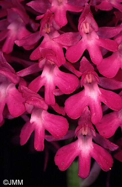 Anacamptis pyramidalis