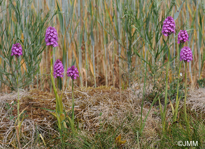 Anacamptis pyramidalis