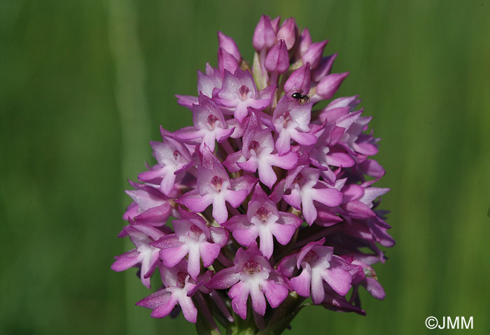 Anacamptis pyramidalis