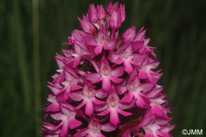 Anacamptis pyramidalis